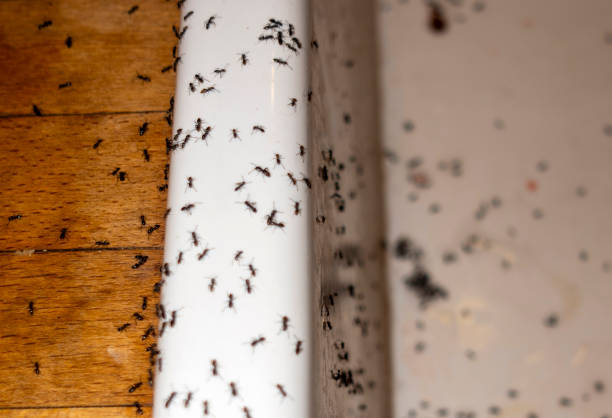 Best Mosquito Control Services  in Tuba City, AZ